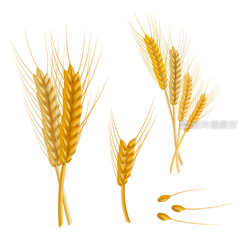 Realistic Detailed Color Wheat Ear. Vector